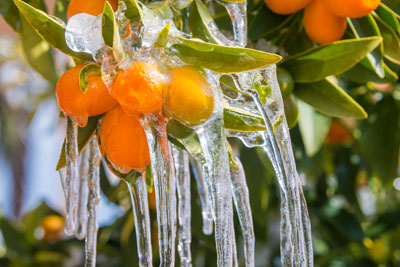Frost Alerts
