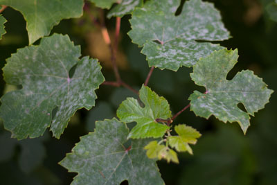 Powdery Mildew